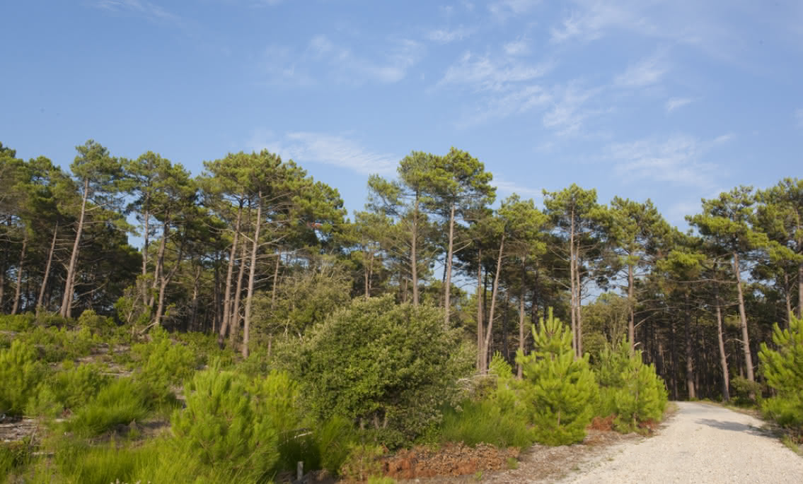 MEDOC OCEAN FLORES FORETS 05