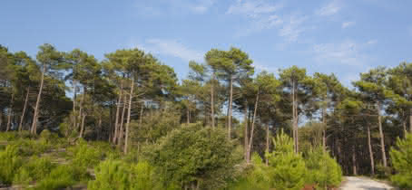 MEDOC OCEAN FLORES FORETS 05