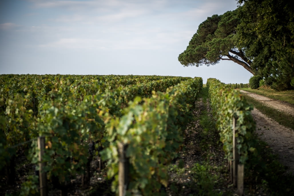 Chateau Camensac septembre 2021 ph C Goussard-18