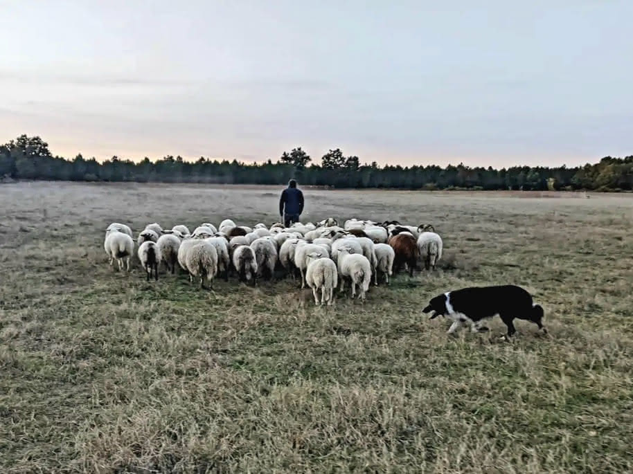 3vignoble-fontesteau-agropastoralisme-medoc